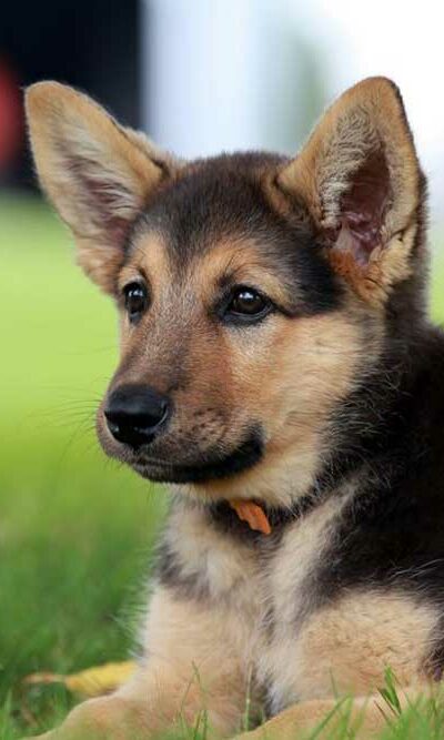 How Ready Are You for Your German Shepherd Pups