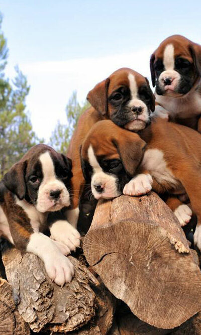 How is pricing done in the case of boxer puppies sale?