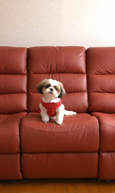 How to choose pet-friendly furniture for your home