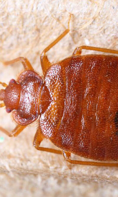 How to find bed bugs