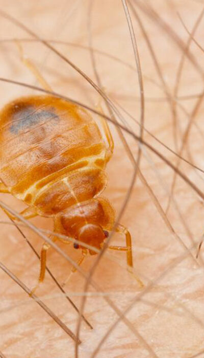 How to figure out if your home is infested bed bugs