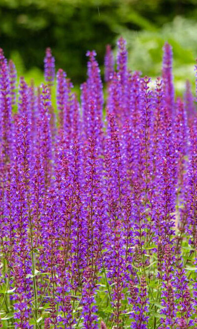 How to grow lavender flower plants