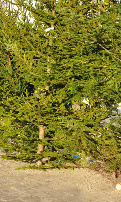 How to keep your pine Christmas tree fresh