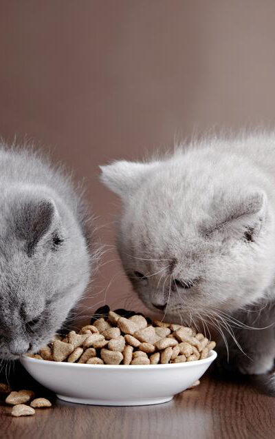 Homemade cat food samples you should be trying immediately