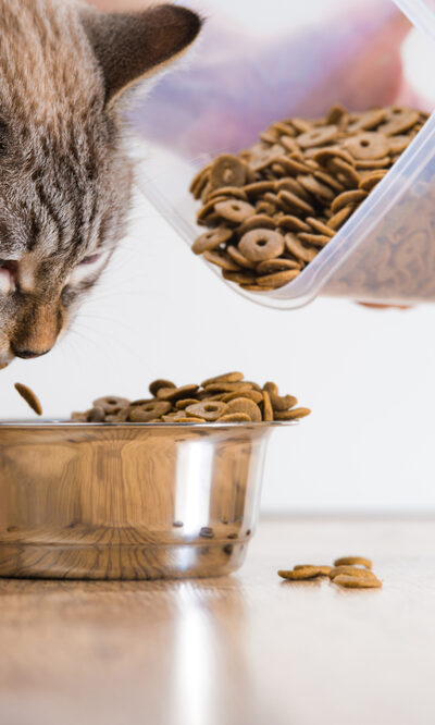 Healthy And Appetizing Cat Foods