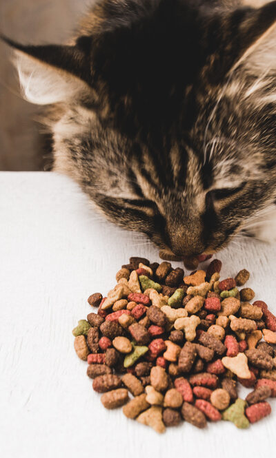 Improving Health Conditions Of Cats With Dry Foods