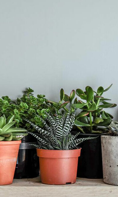 Low maintenance indoor plants