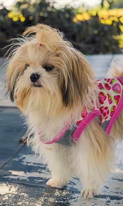 Seven Accessories to Purchase for a Shih Tzu Puppy