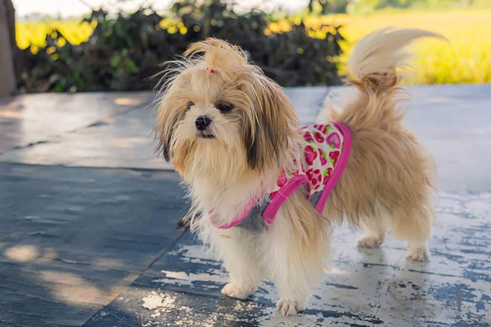 Seven Accessories to Purchase for a Shih Tzu Puppy