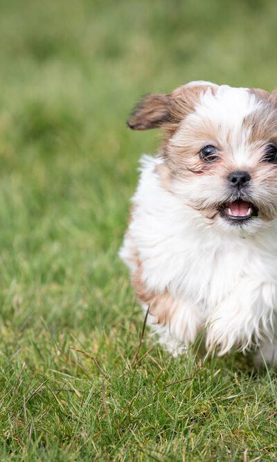 Shih Tzu puppies sale in the US