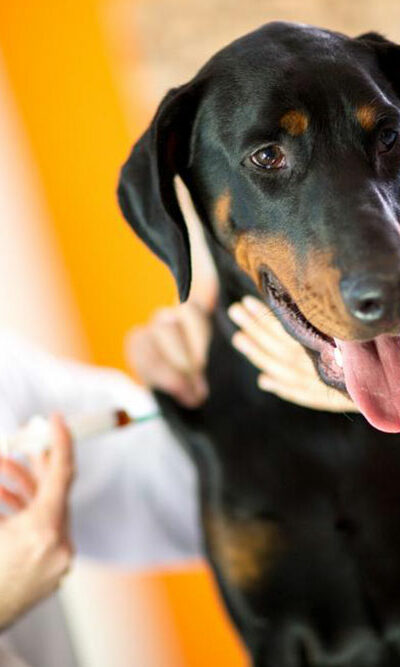 Signs of poisoning in canines