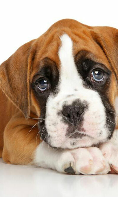 Popular boxer puppies breeders in the country