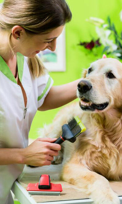 PetSmart grooming coupons for all dog grooming needs