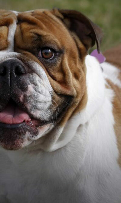 Personality traits of an english bulldog