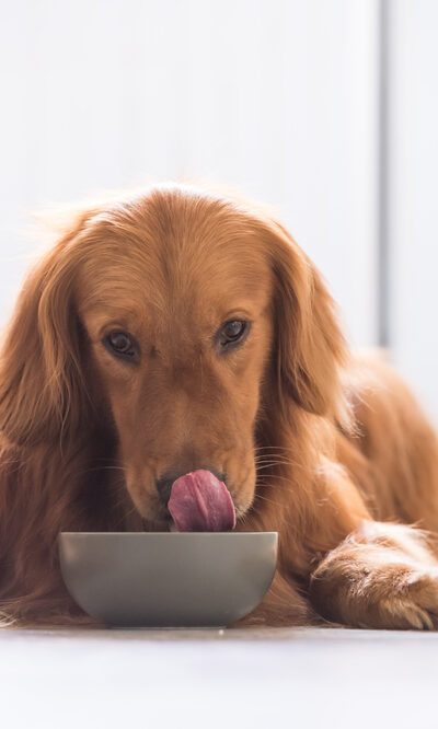 Picking the Best Dog Foods for a Sensitive Stomach