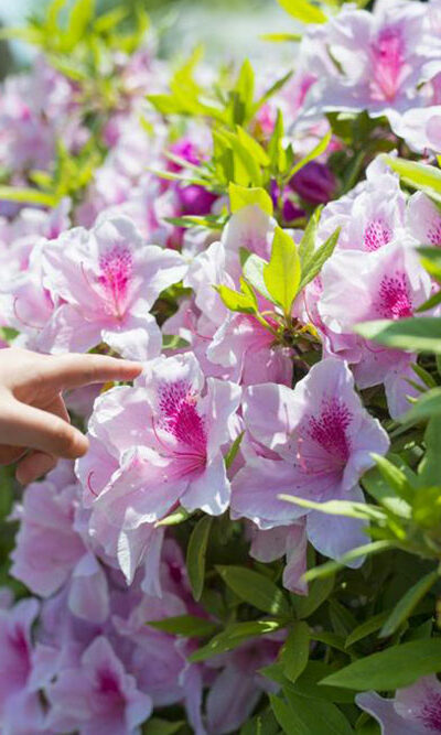 Pruning of the azaleas plant