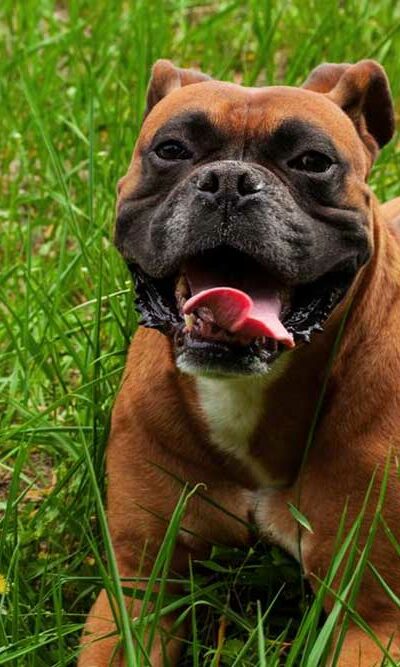 Questions to Ask a Breeder Before Getting a Boxer Pup