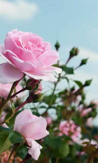 Right way to prune your rose bushes