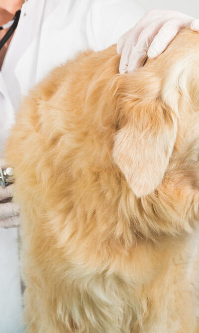 What Flea Treatment is Best for your Cat or Dog?