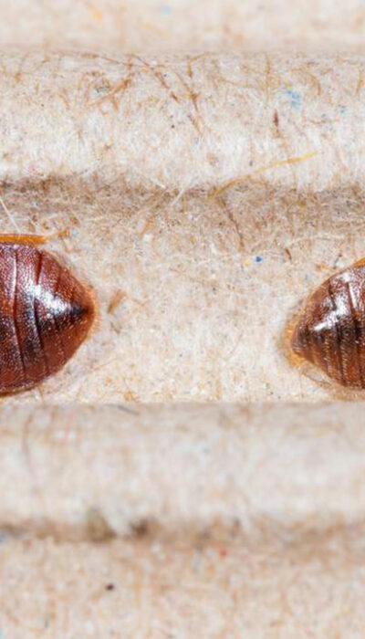 Top 3 bed bug sprays you can consider