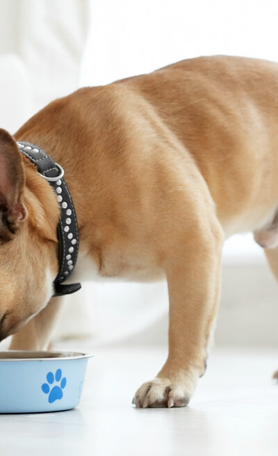 Top 7 Puppy Food Brands in the Market