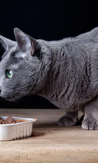 Top Canned Foods for Cats to Choose From