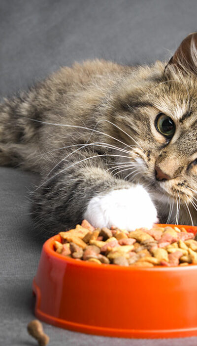 Top Foods for Cats with Sensitive Skin