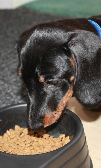 Top ten best nourishing dry foods for your dog