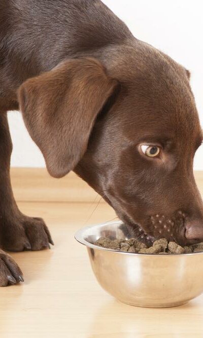 Things To Keep In Mind Before Buying Dog Food