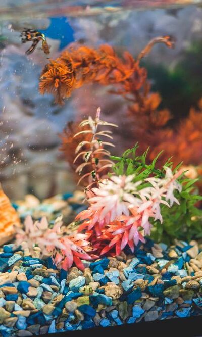 Things to Consider Before Buying an Aquarium