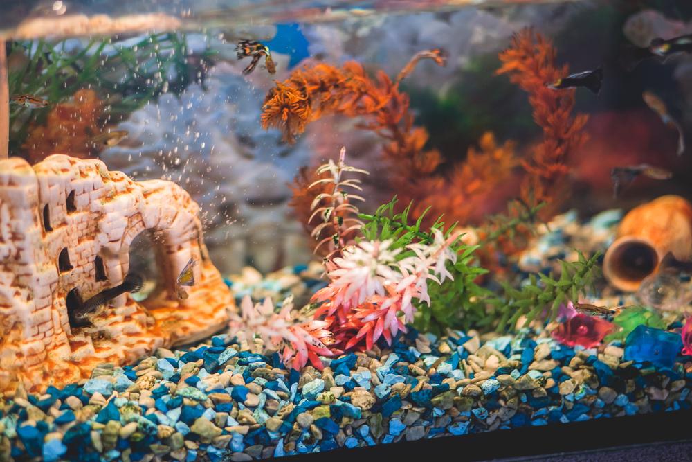 Things to Consider Before Buying an Aquarium