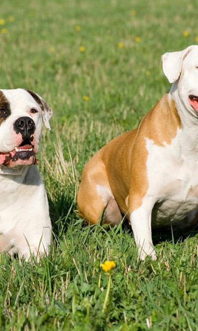 Things to know if you own a english bulldog