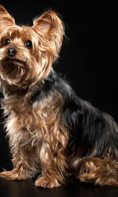 Things you need to find out about a Yorkie on sale