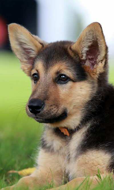 Things you need to know about a German shepherd puppy