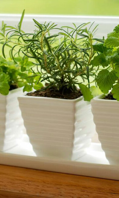 Think indoor gardening when outdoor isn&#8217;t possible