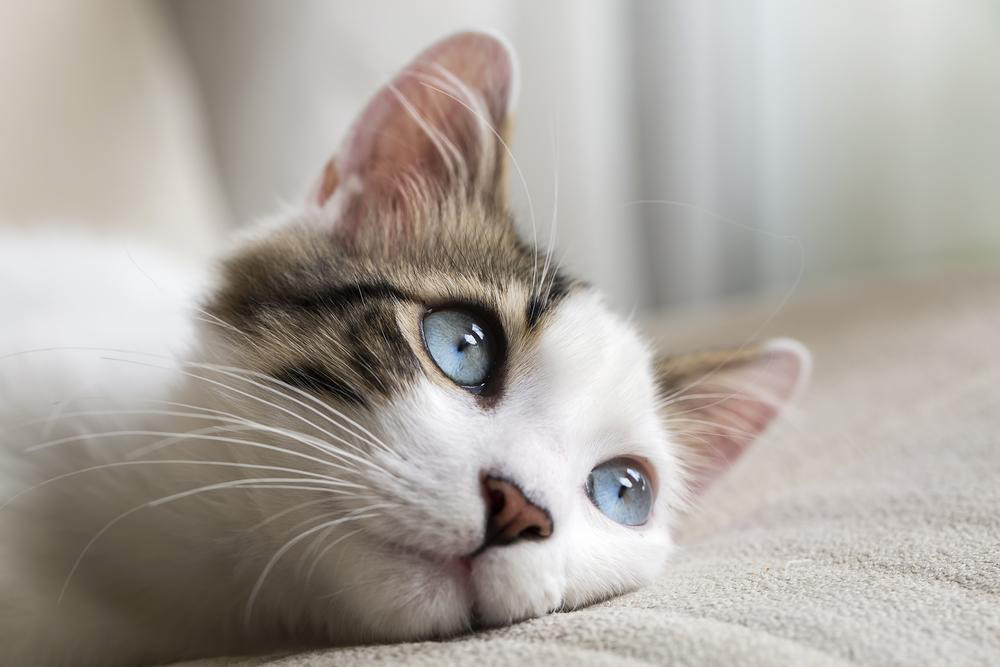 Three cat myths busted