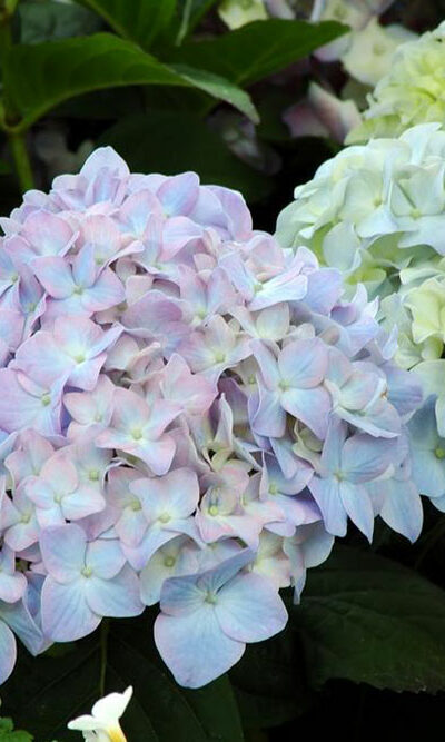 Tips on how to plant and take care of hydrangea plants