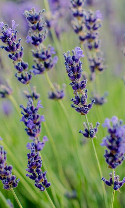 Tips for growing lavender flower plants