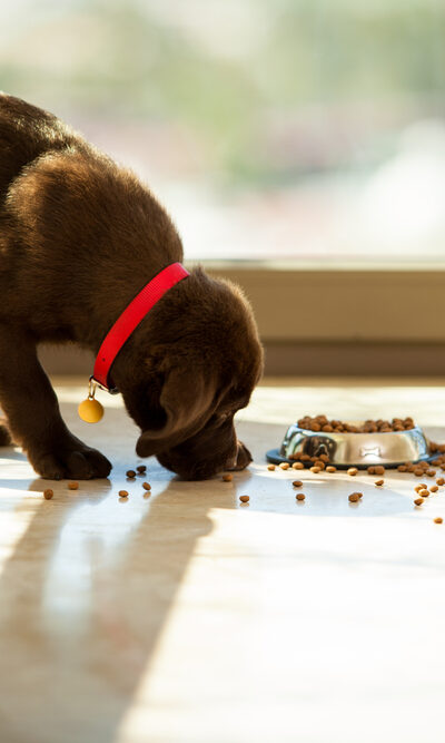 Tips to Choose the Best Puppy Food