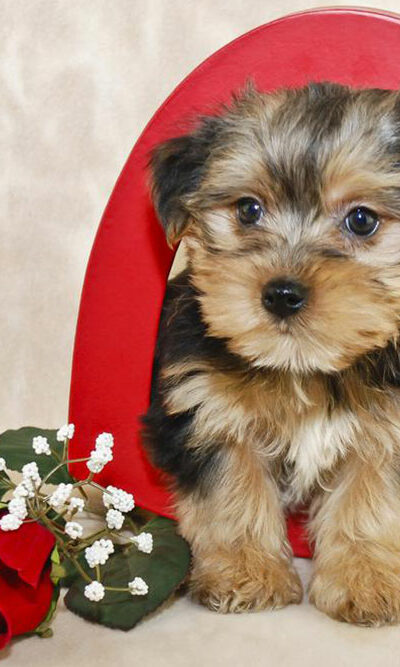 Tips to bring up a Morkie puppy