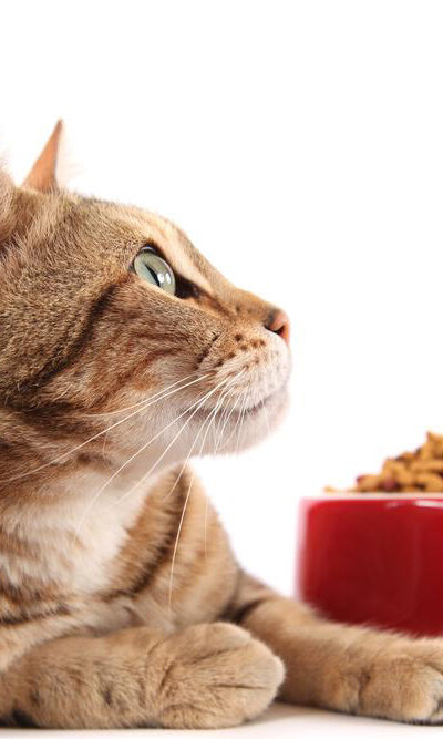 Tips to feed your cat nutritious food using coupons