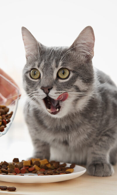 Treat Your Feline Friends with the Best Food