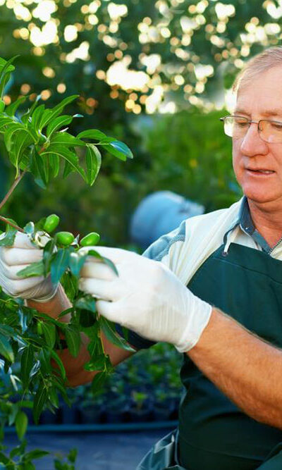 Tree care tips that every passionate gardener should know