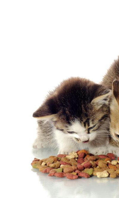 Using cat food coupons for nutritious cat food