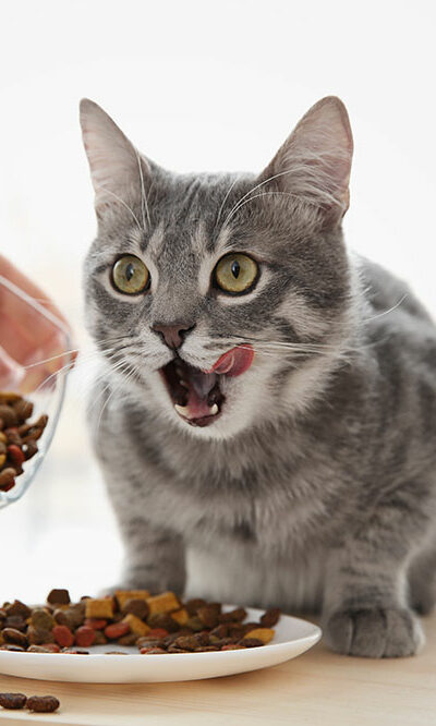 3 best wet and dry cat foods