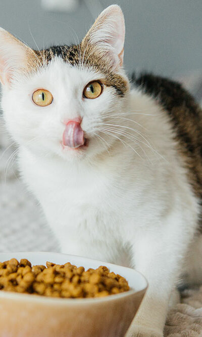 3 healthy cat treat brands to consider