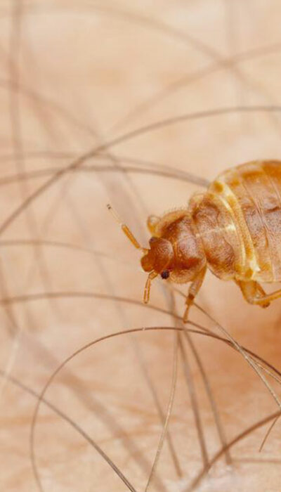 10 Home Remedies to Get Rid of Bed Bugs