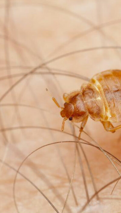 13 Things You Should Know about Bed Bugs Infestation