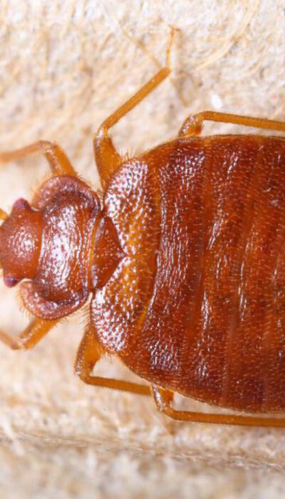 7 Ways to Effectively Detect Bed Bugs