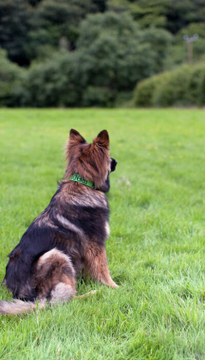 4 Essential Things to Note when Choosing a Dog Collar